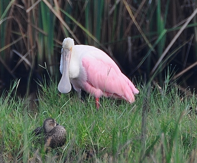 spoonbill